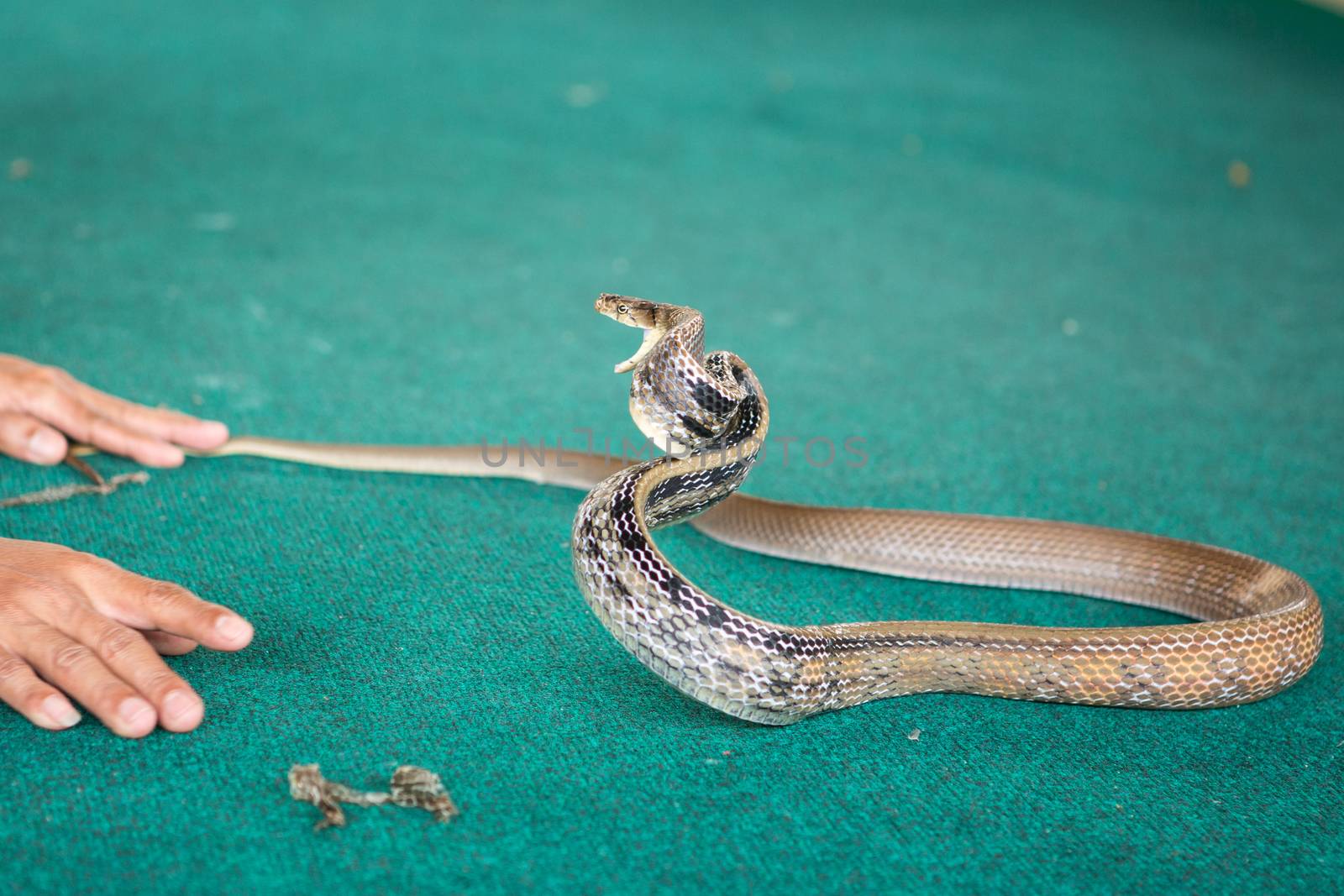 Pattaya, Thailand show snakes by playing with a snake during the show