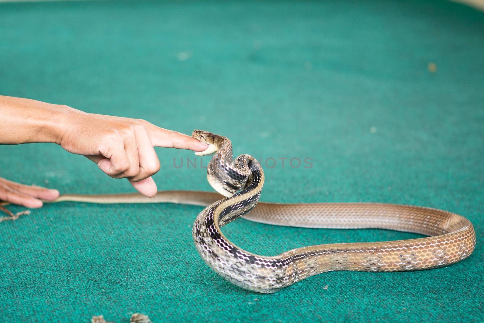 Pattaya, Thailand show snakes by playing with a snake during the show