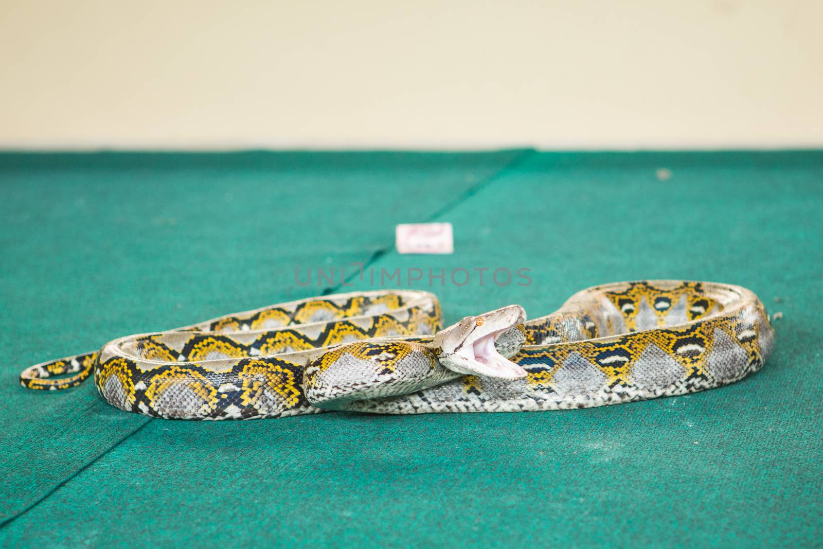 Pattaya, Thailand show snakes by playing with a snake during the show