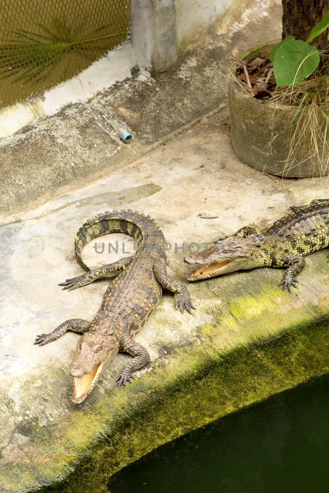 The Thailand crocodile farm and zoo in Patong