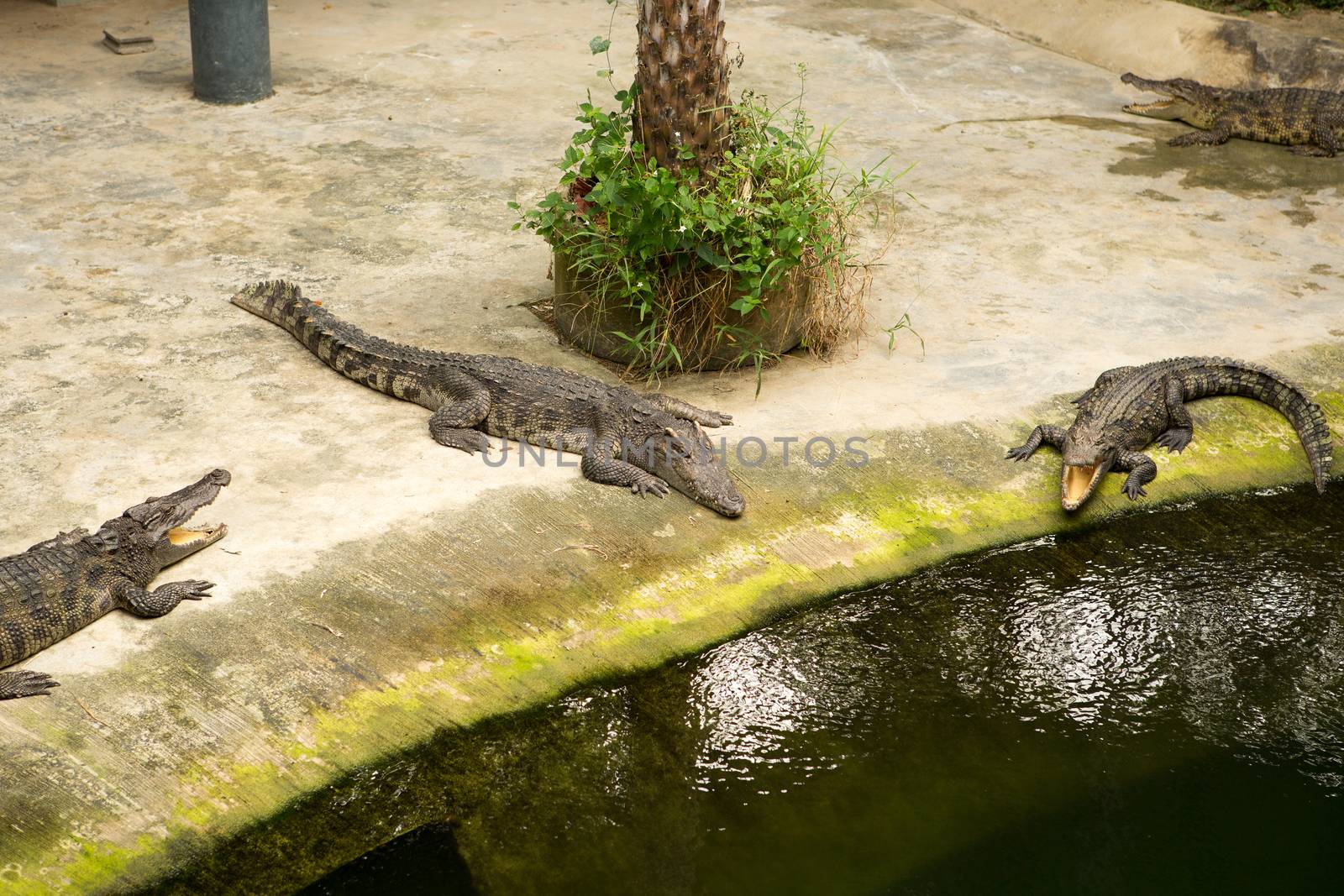 The Thailand crocodile farm and zoo in Patong