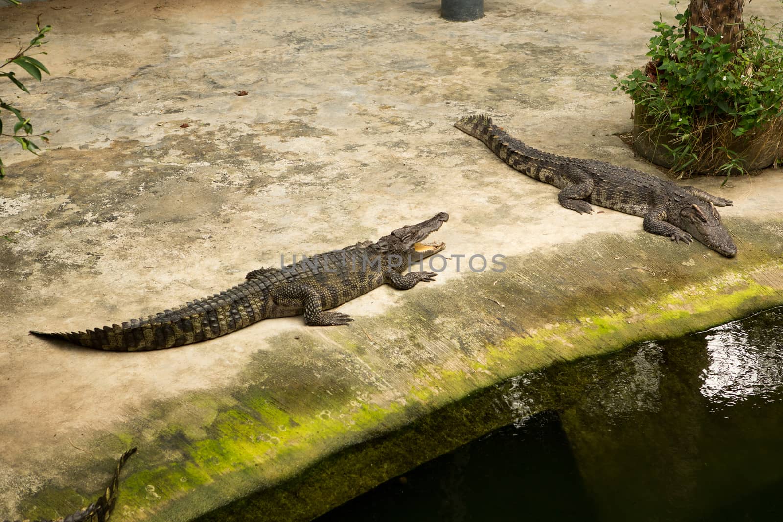 The Thailand crocodile farm and zoo in Patong