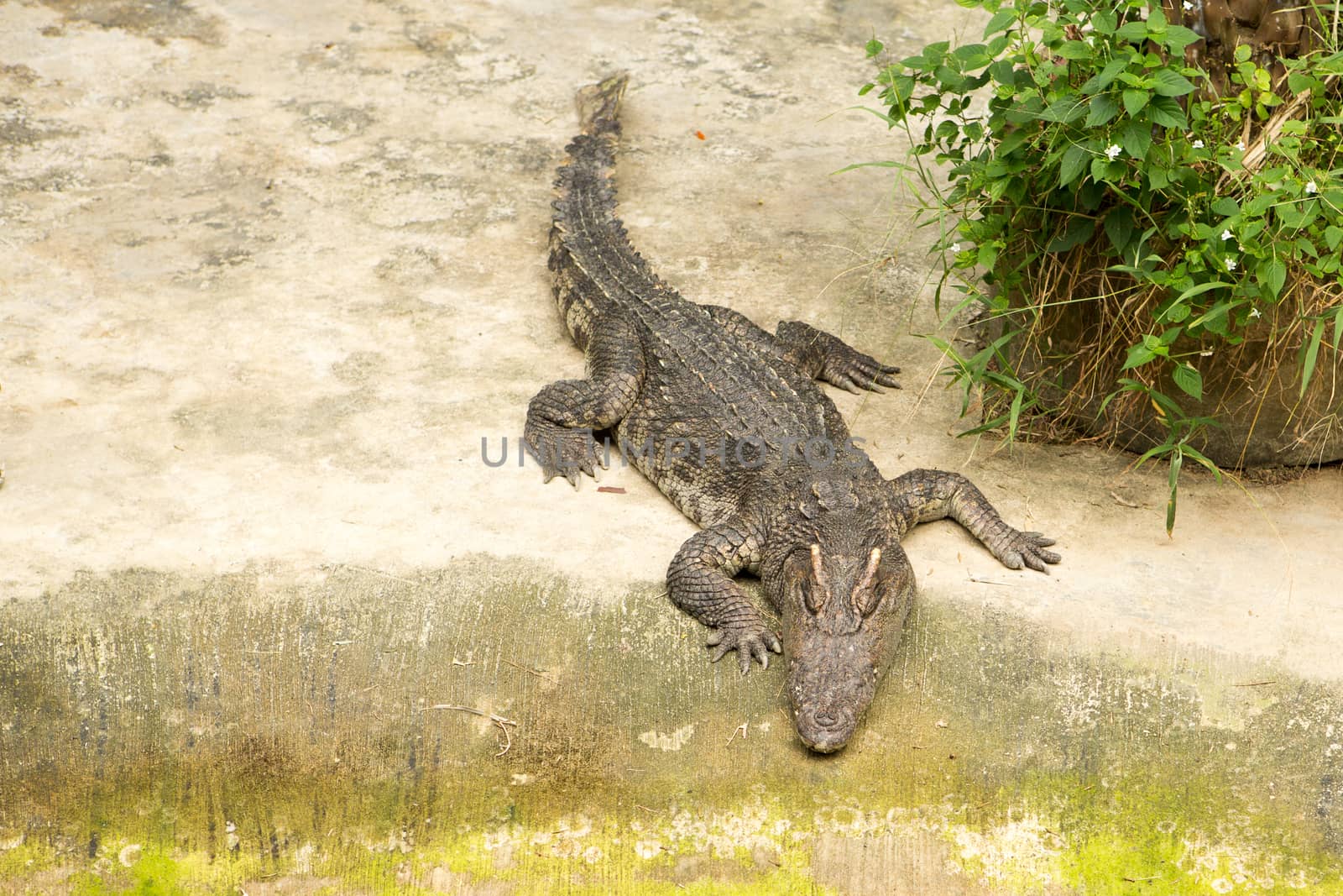 The Thailand crocodile farm and zoo in Patong