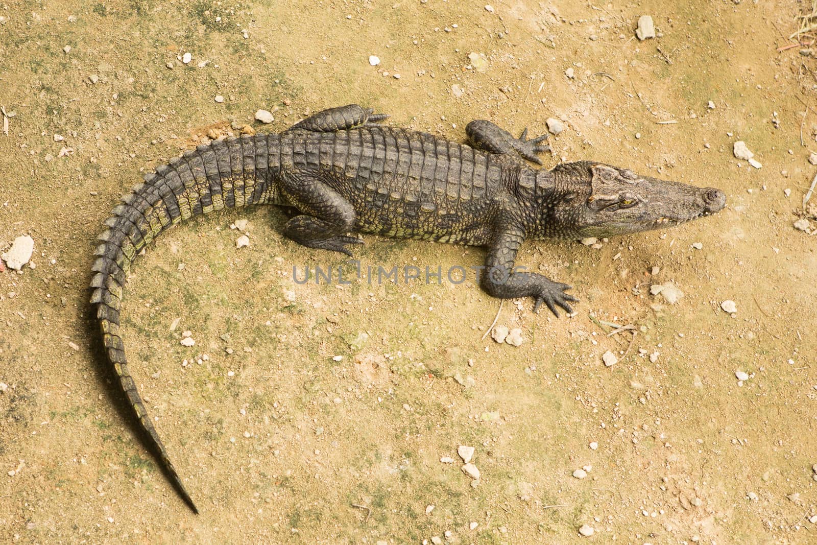 The Thailand crocodile farm and zoo in Patong