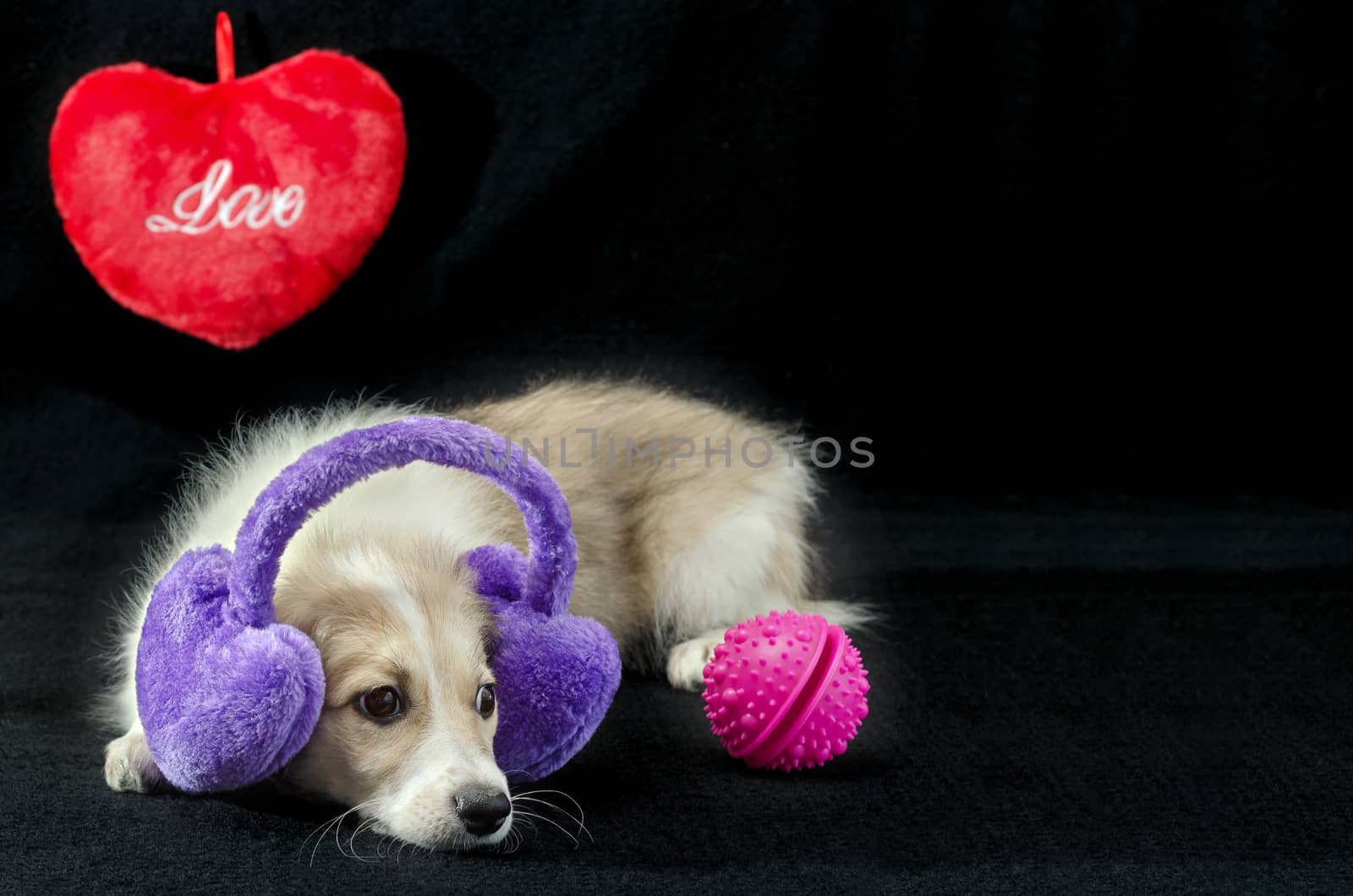 Funny puppy with gifts on Valentine's Day by Gaina