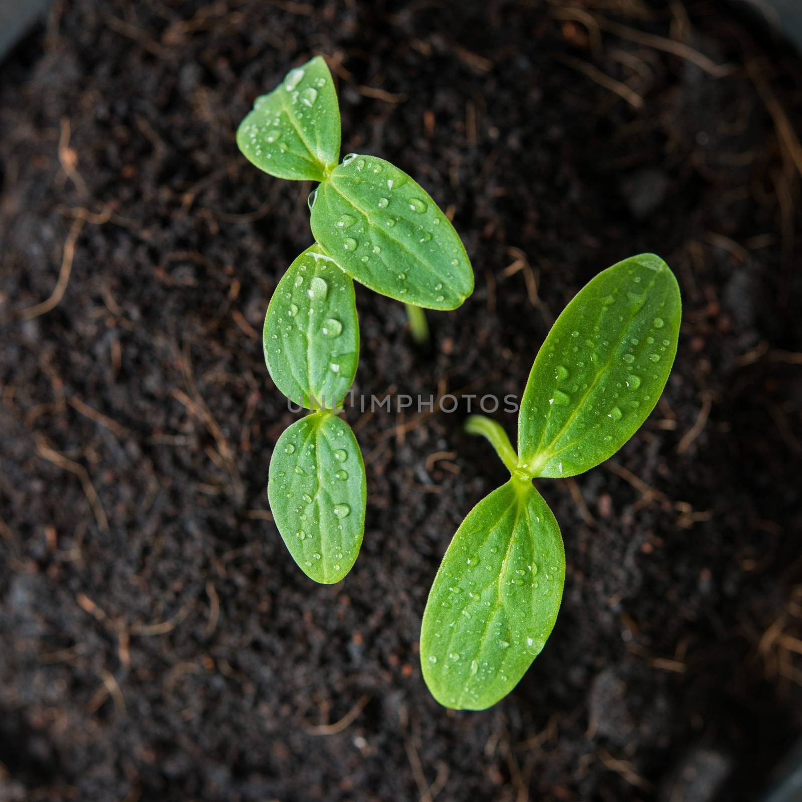 top view of green sprout seed