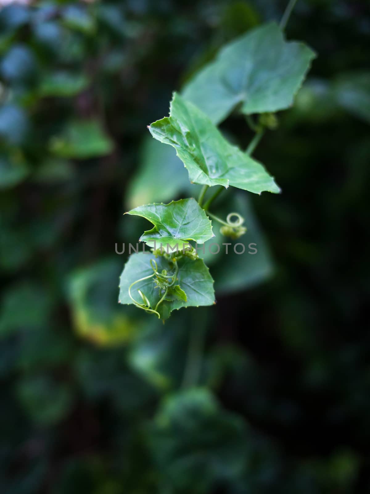 ivy gourd leaves by antpkr