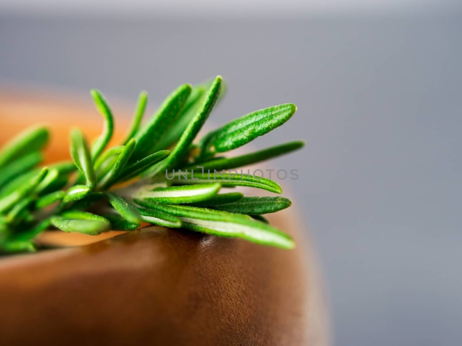 Fresh rosemary herbs on dark background with copy space. Culinary healthy aromatic spicy herbs. Shallow DOF. Extreme close up.