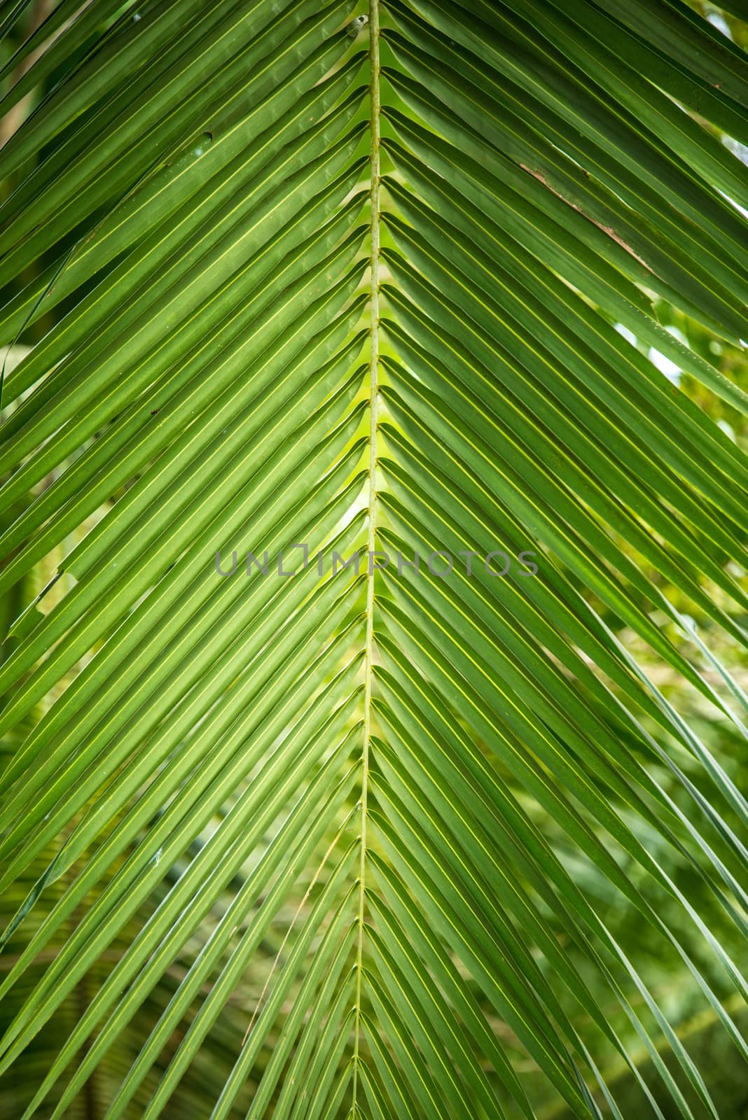 palm leaves by antpkr