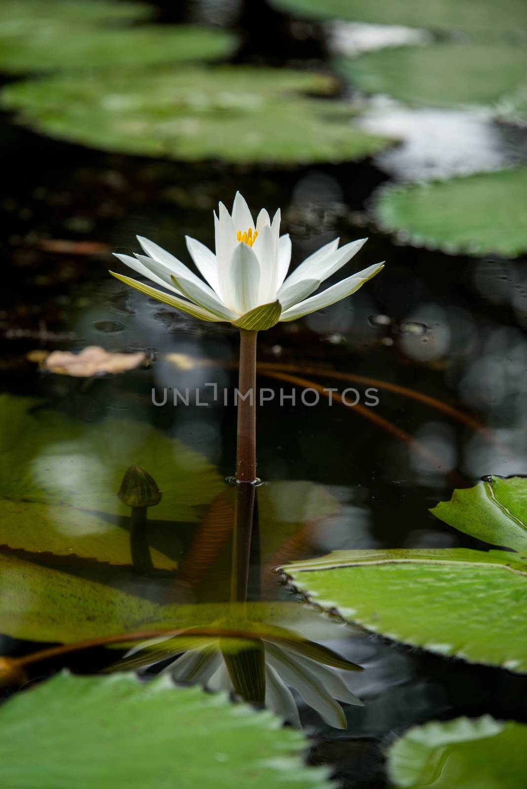 white water lily flowers in pond