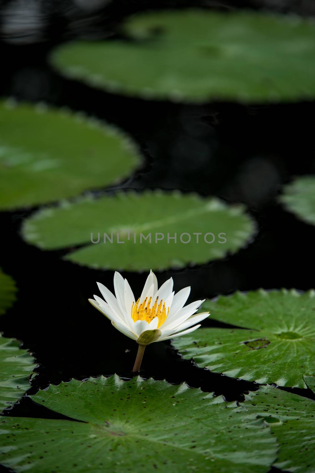 white water lily flowers in pond