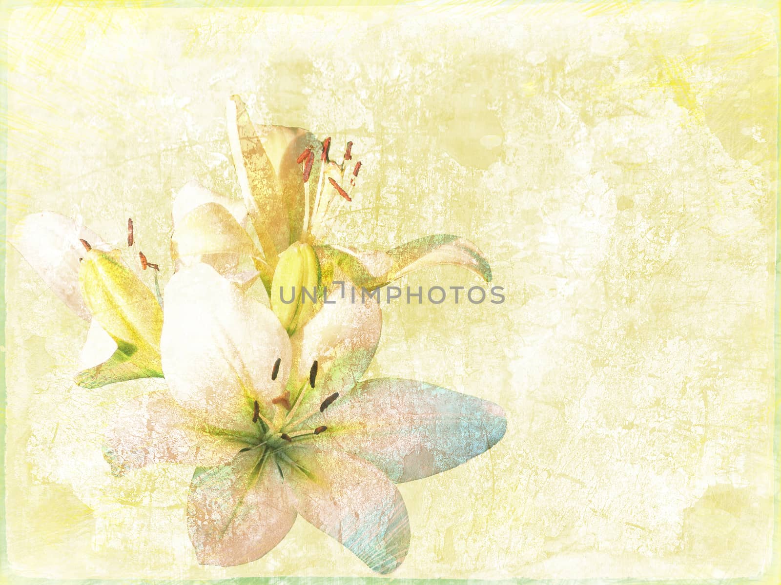 lily flowers. Postcards by elena_vz