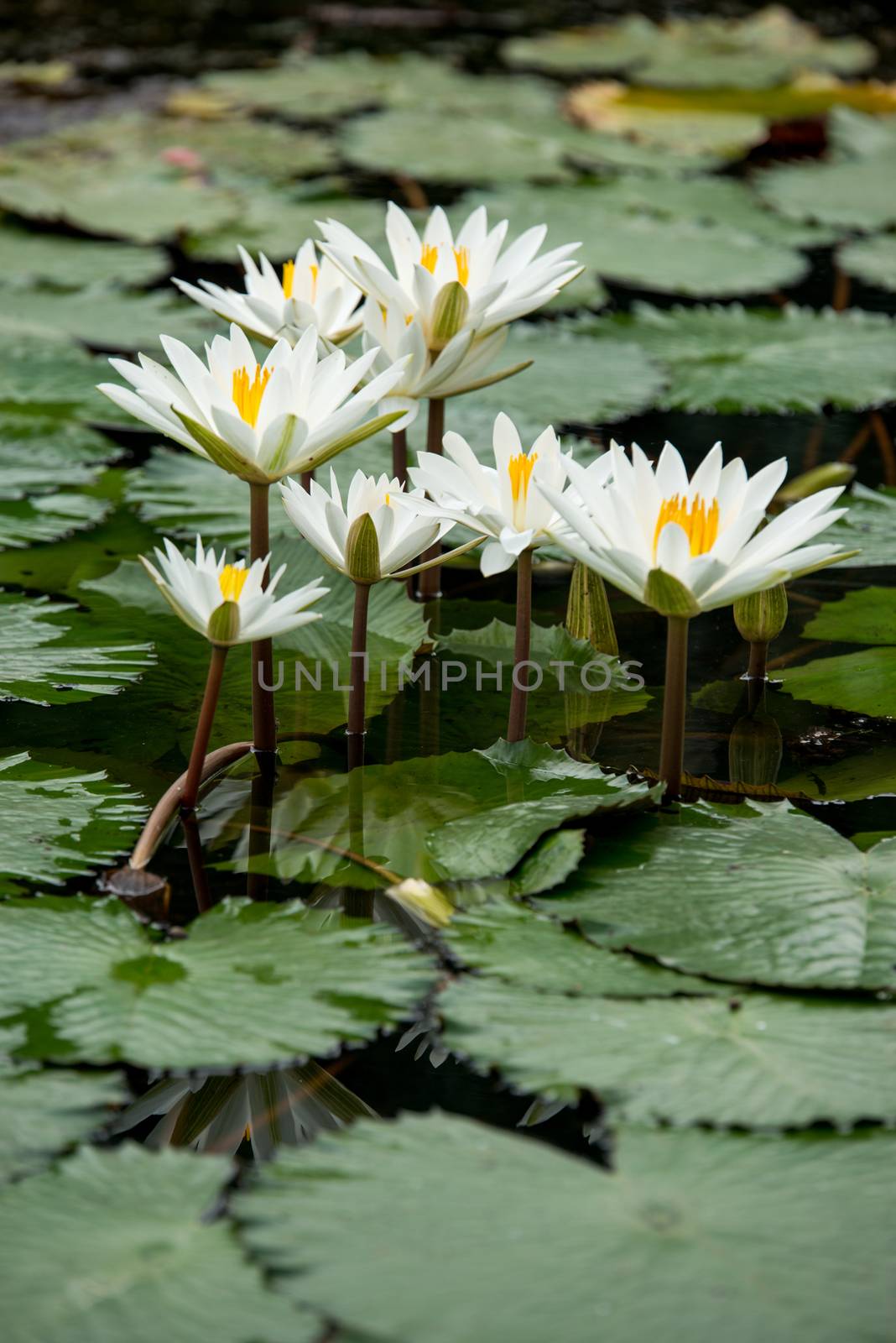 white water lily flowers in pond