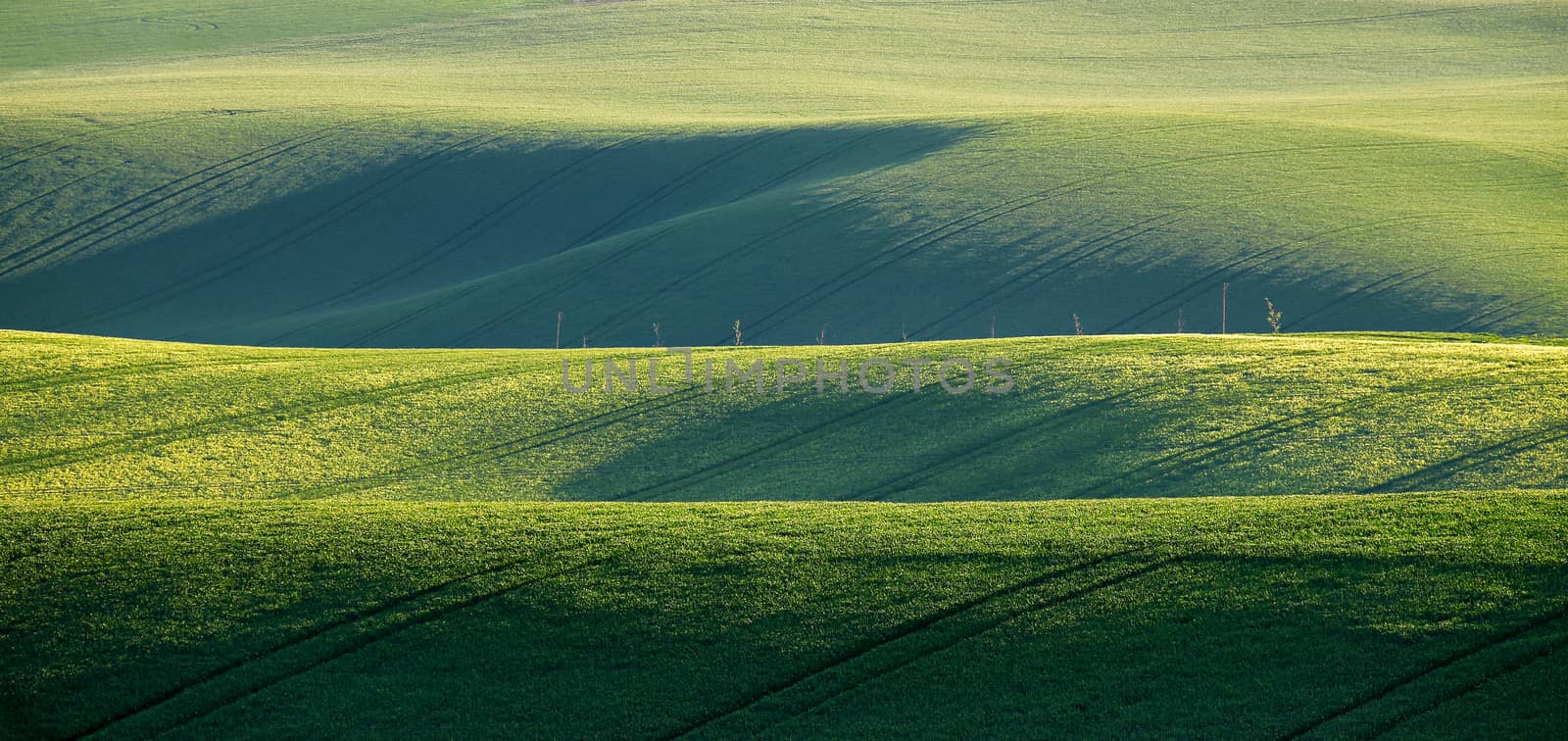 Spring green fields. Beautiful wavy spring view. Spring rolling  by weise_maxim