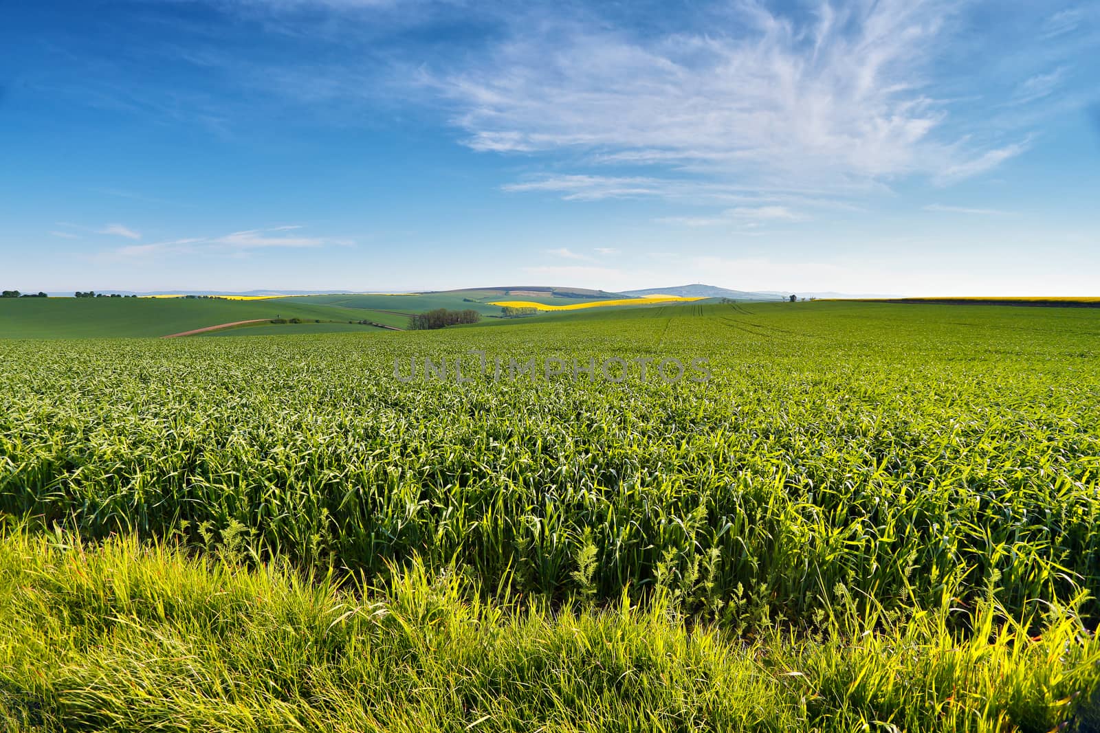 Spring farmland on hills of South Moravia. Czech green and yellow spring fields. Rural agriculture scene