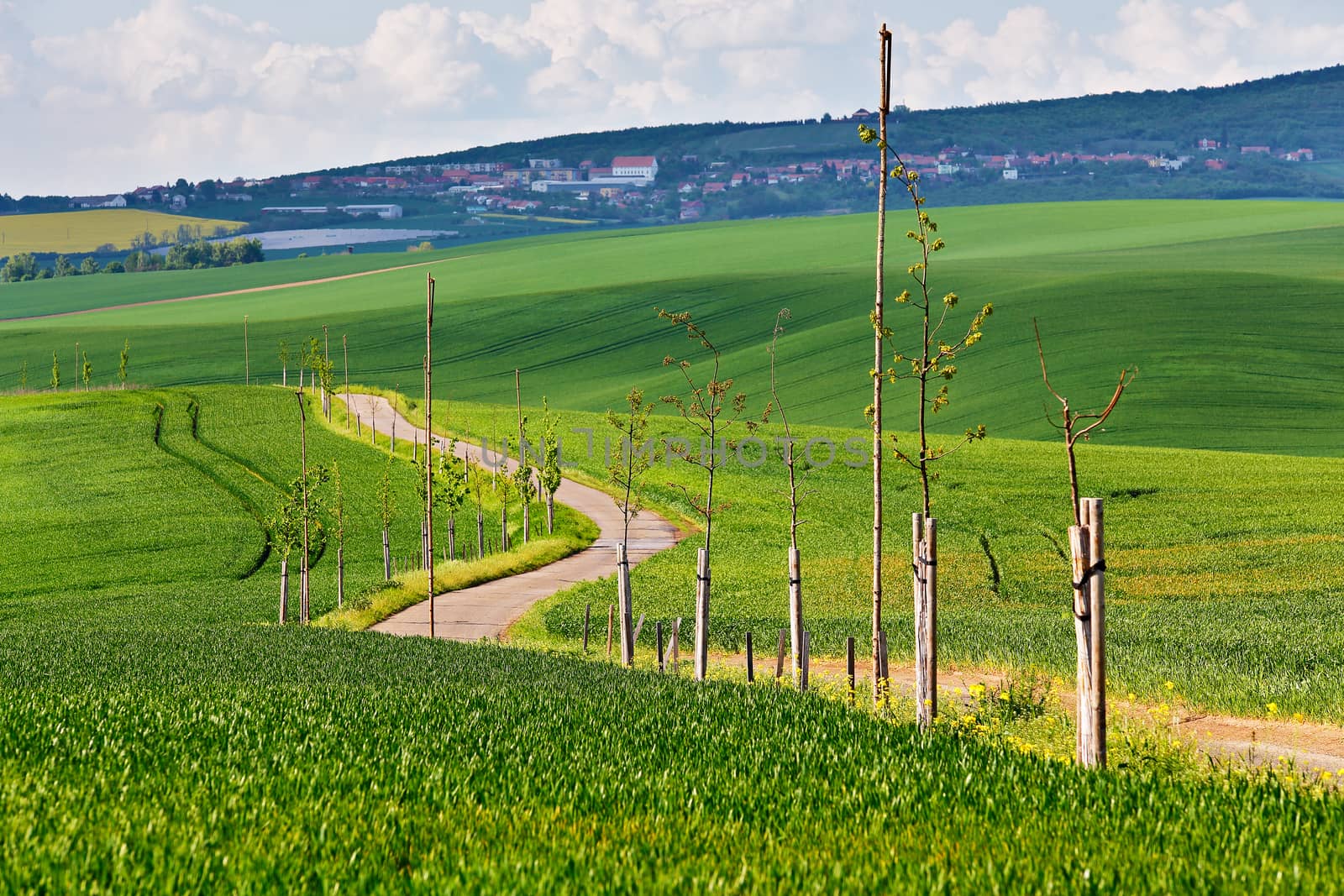 Road in spring green fields. Green agriculture crop. Spring hills and fields of South Moravia. Town on a hill