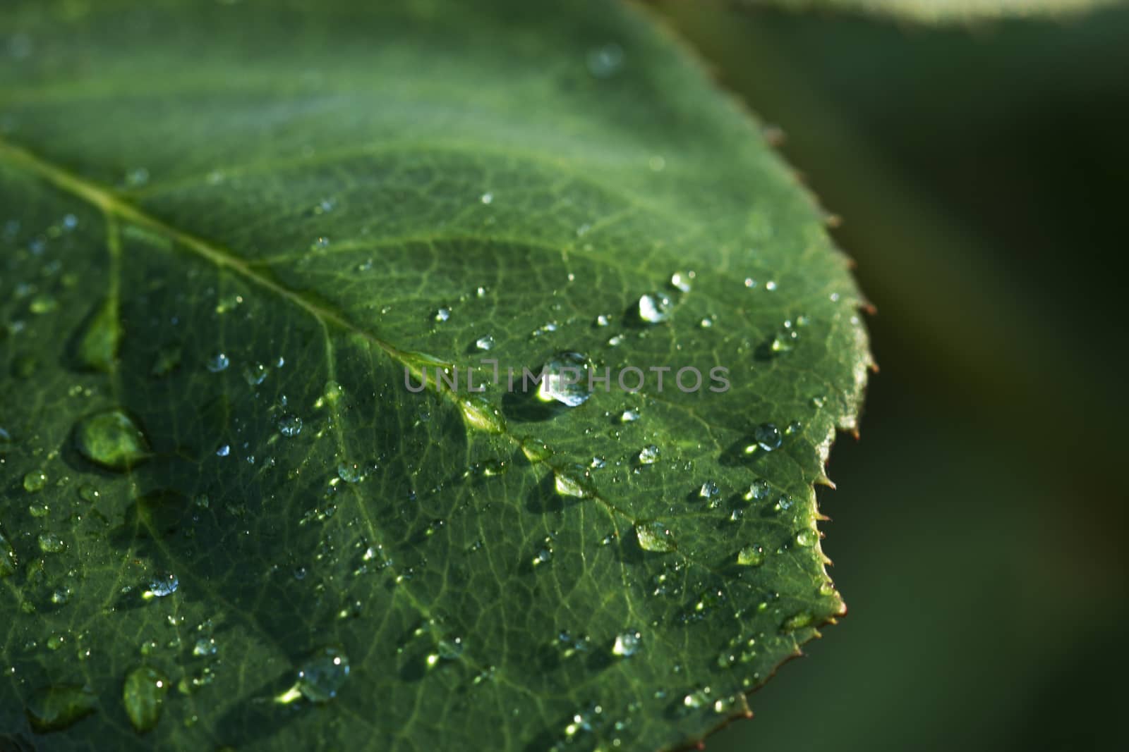 background of dew drops on bright green leaf. green leaf with dew drops closeup. Nature Background