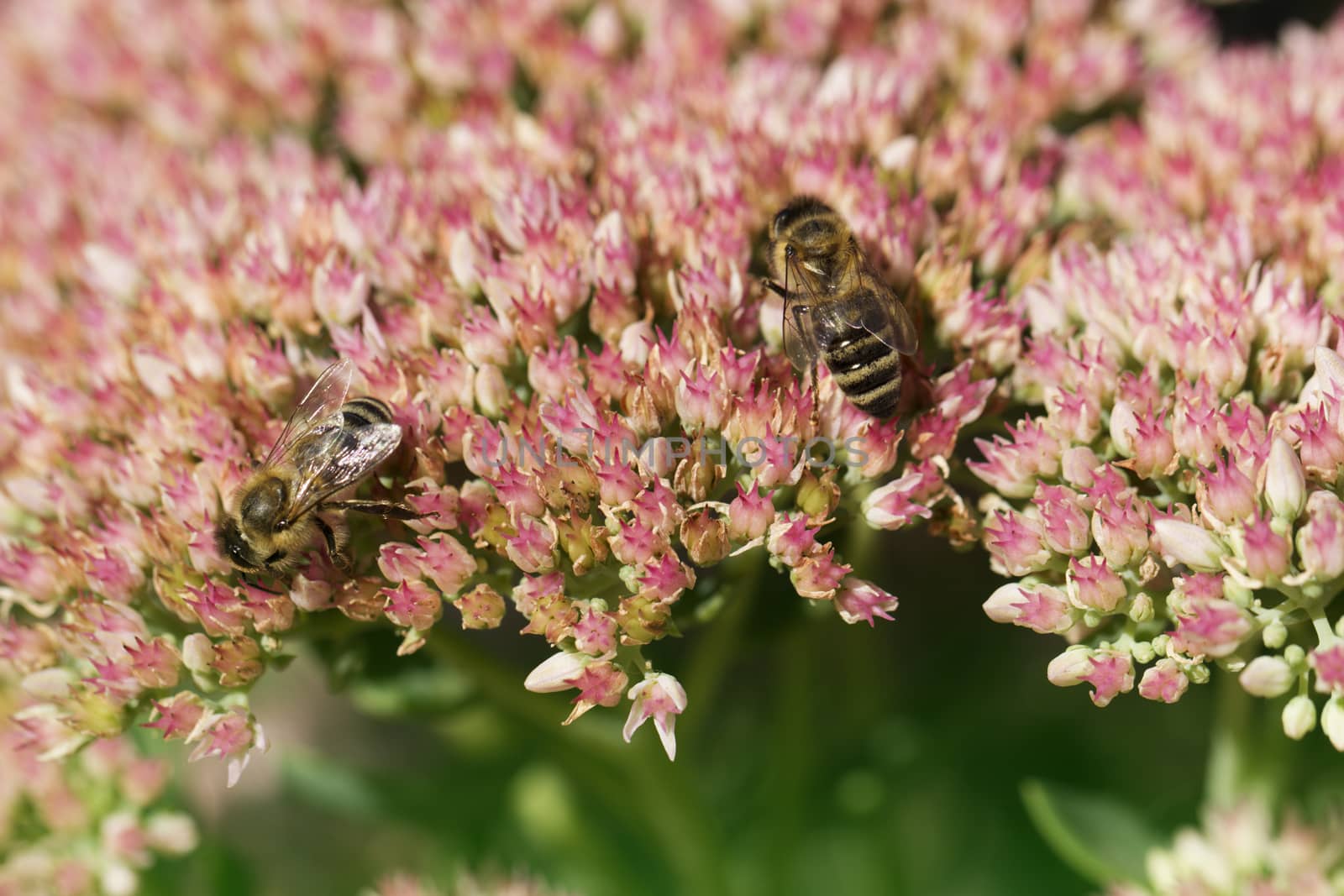 Bee on a flower of the Sedum (Stonecrop) in blossom. Macro of honey bee (Apis) feeding on pink (rose) flower. two beies and autumn flower