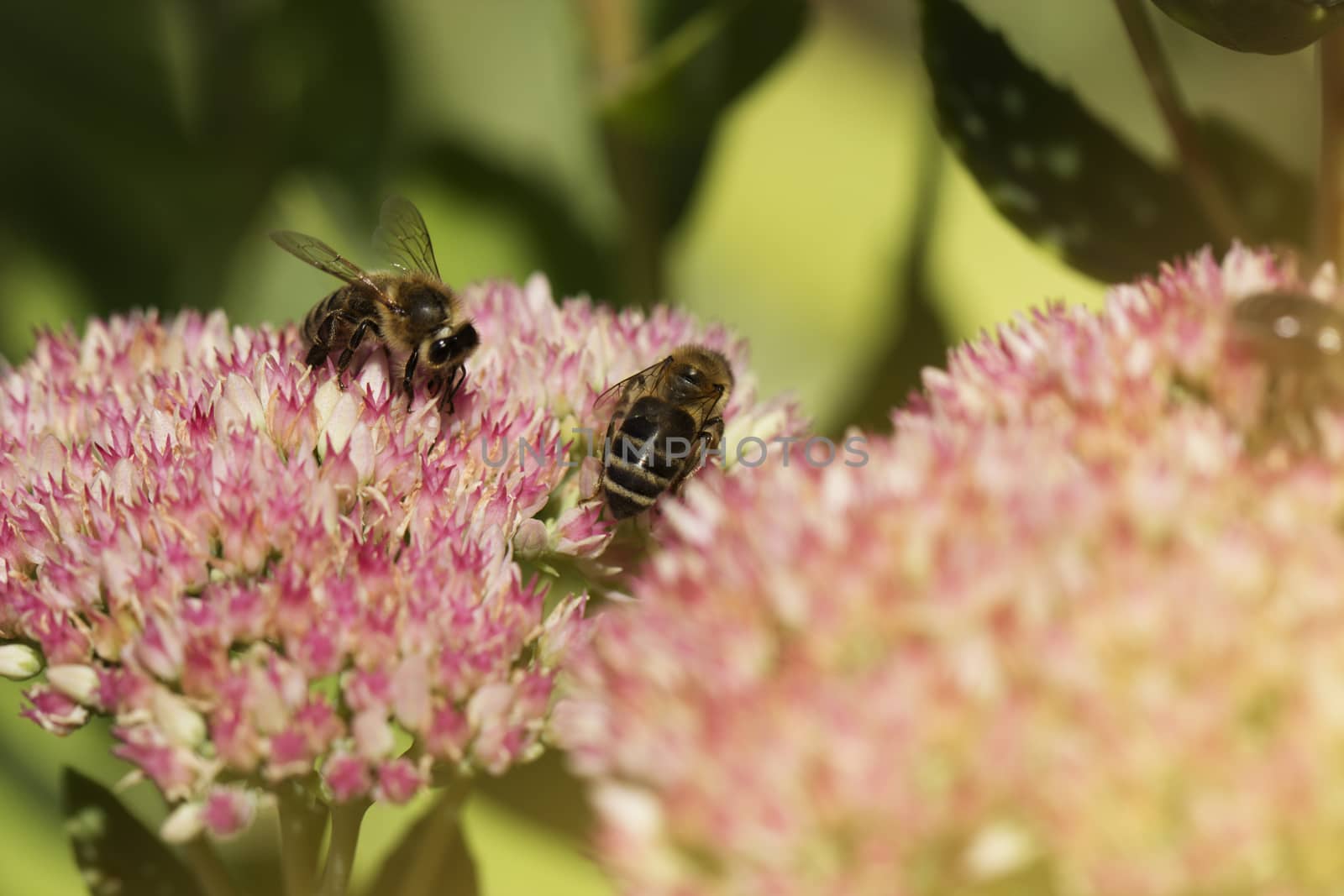 Bee on a flower of the Sedum (Stonecrop) in blossom. Macro of honey bee (Apis) feeding on pink (rose) flower. two beies and autumn flower