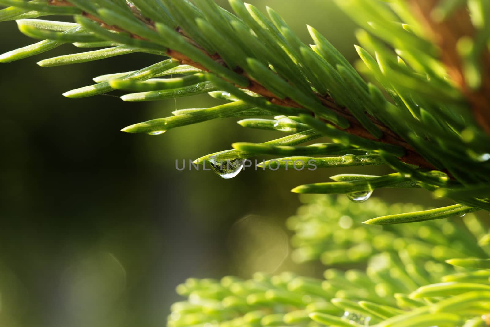 A young light green fir branch with raindrops on the needles, close up. Young shoots of spruce trees after rain 