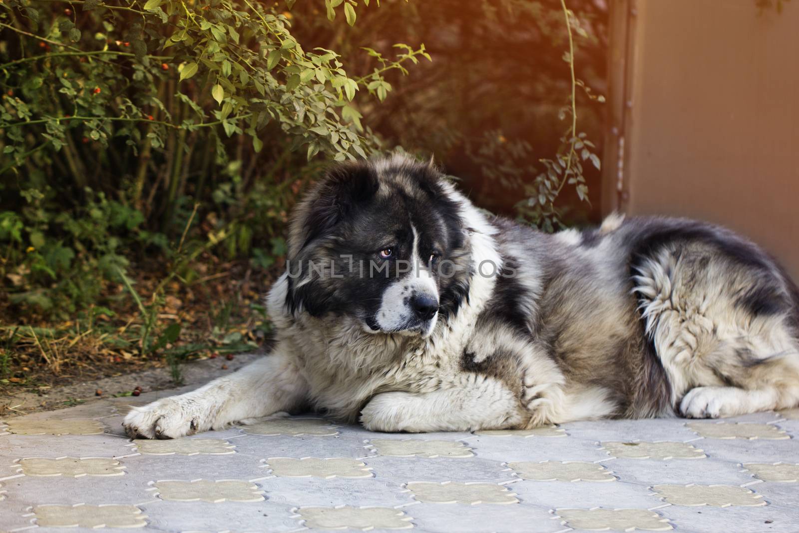 Adult Caucasian Shepherd dog. Fluffy Caucasian shepherd dog is lying on the ground