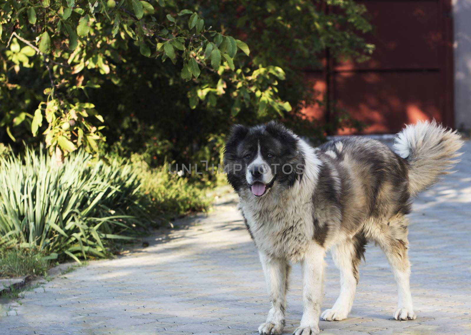 Adult Caucasian Shepherd dog. Fluffy Caucasian shepherd dog in the yard