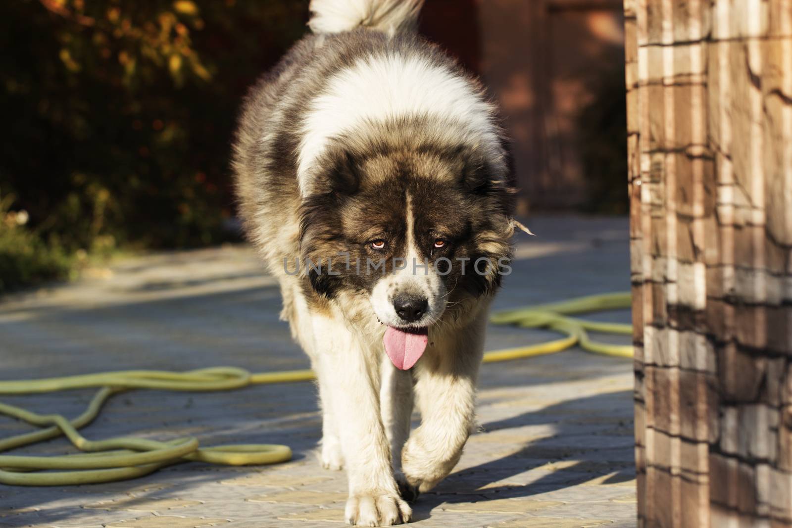 Adult Caucasian Shepherd dog. Fluffy Caucasian shepherd dog in the yard