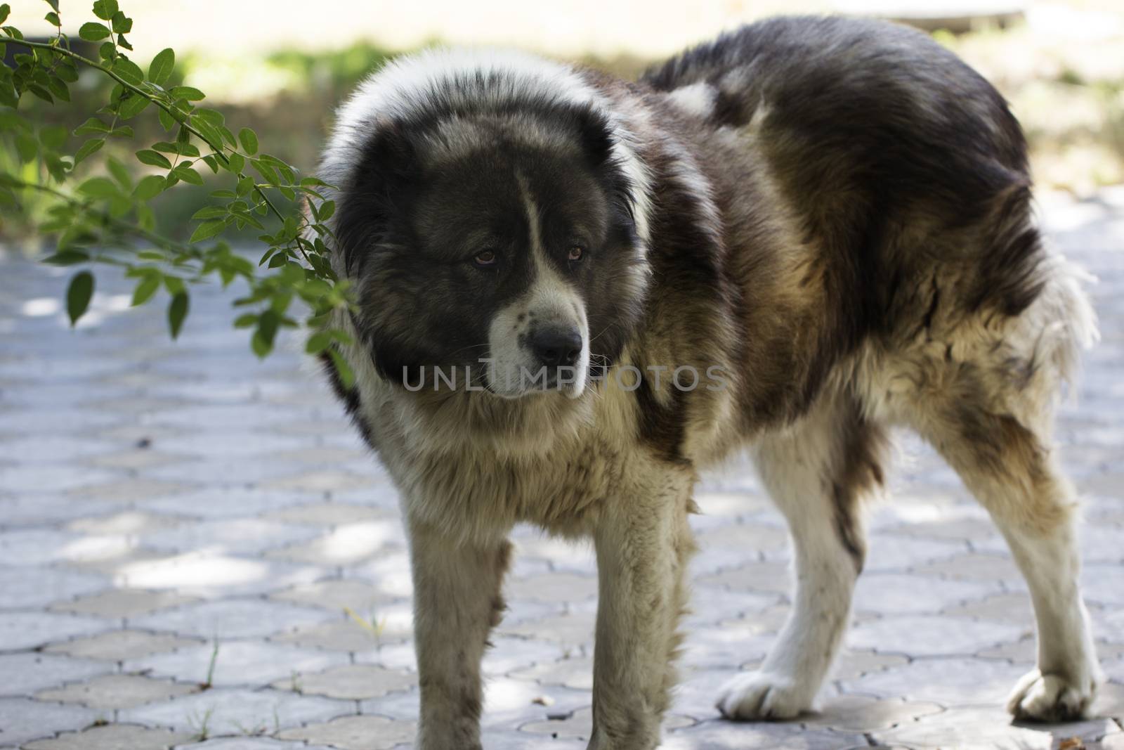 Adult Caucasian Shepherd dog. Fluffy Caucasian shepherd dog in the yard