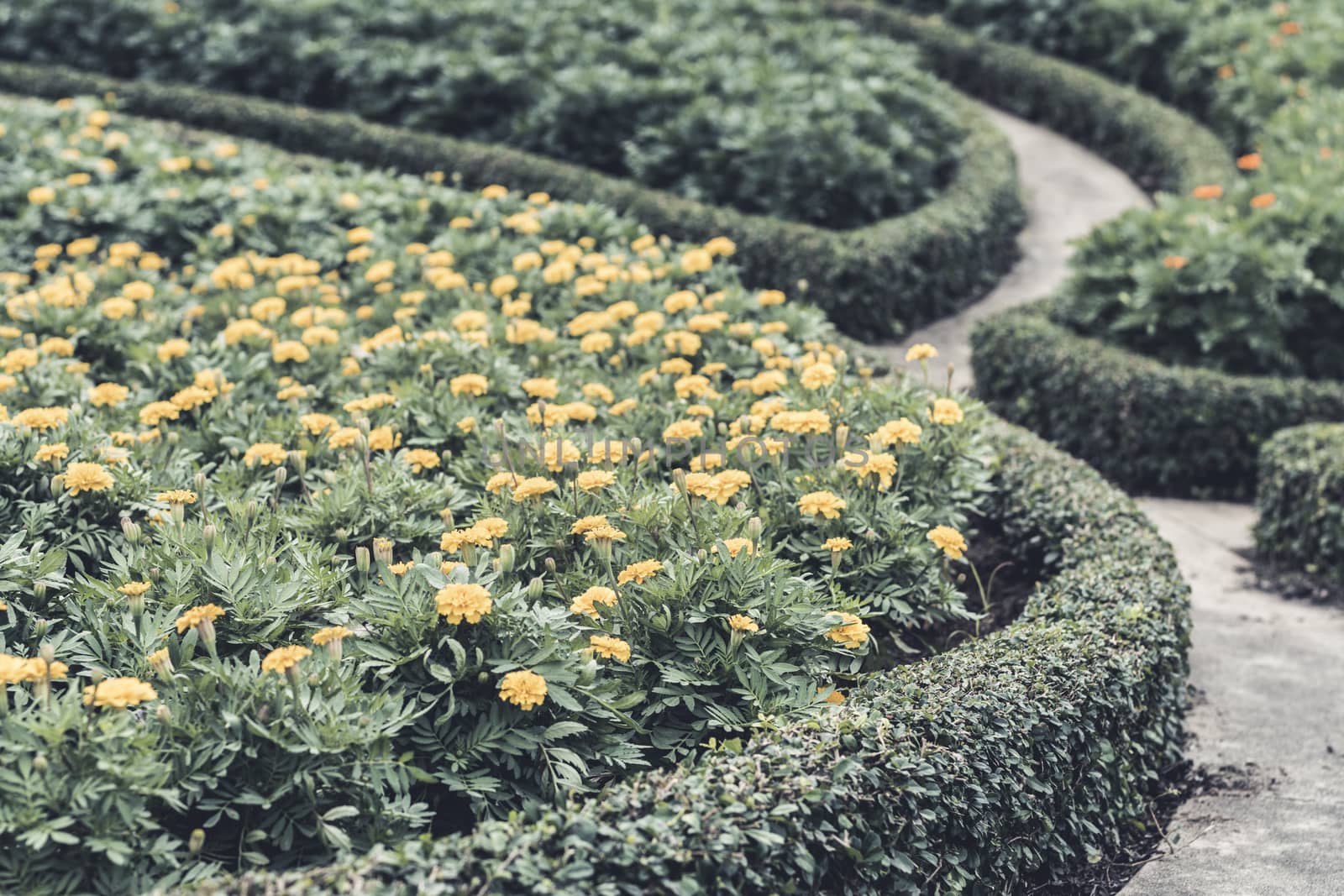 Selective focus flowers background. by ahimaone