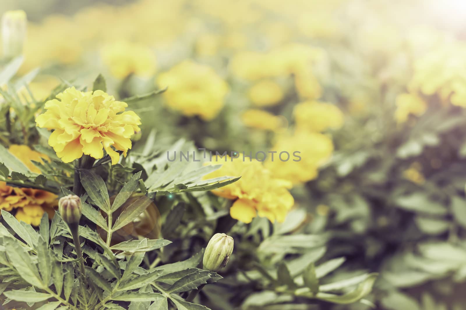 Selective focus flowers background. Amazing view of colorful  flowering in the garden and green grass landscape at Summer day