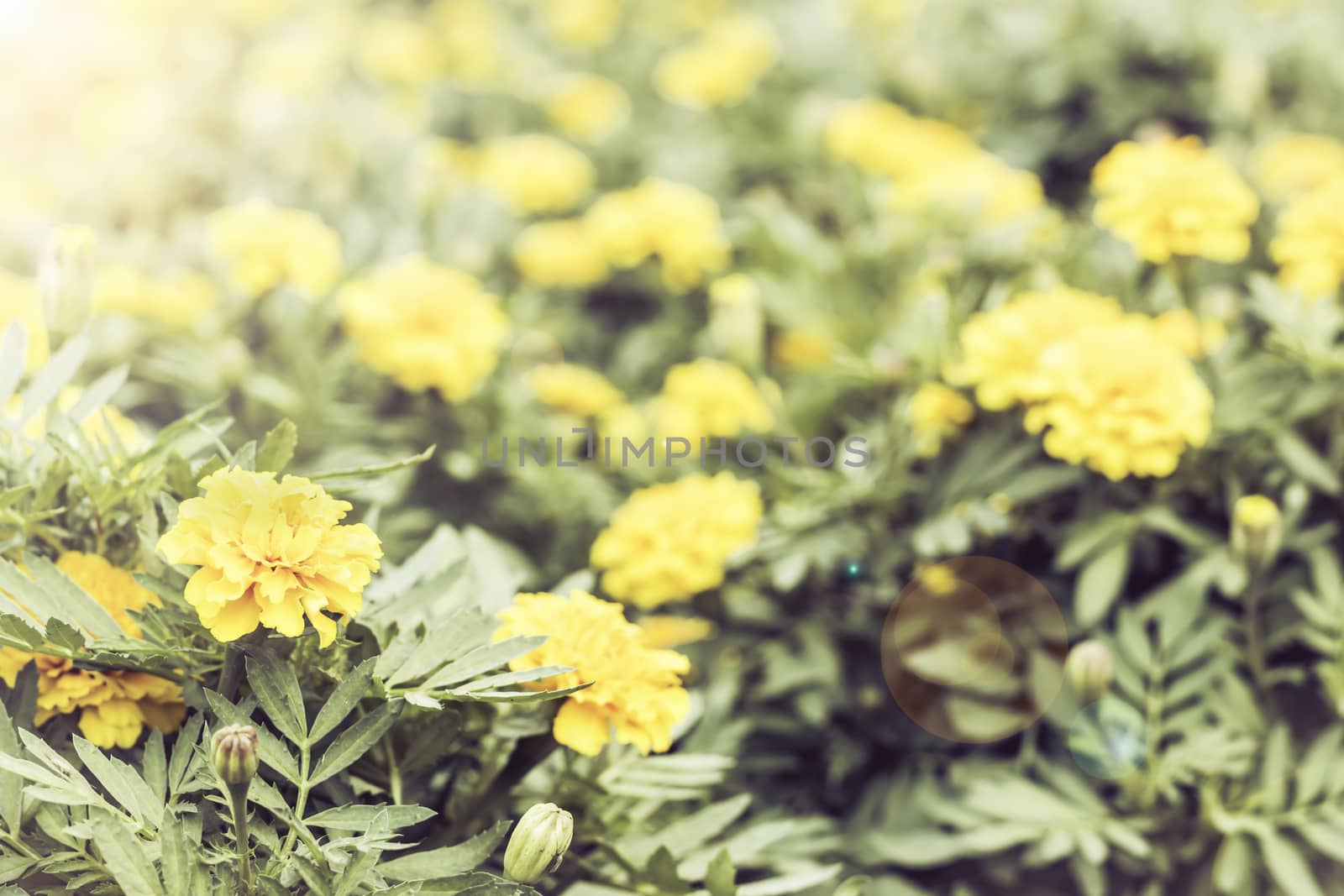 Selective focus flowers background. Amazing view of colorful  flowering in the garden and green grass landscape at Summer day