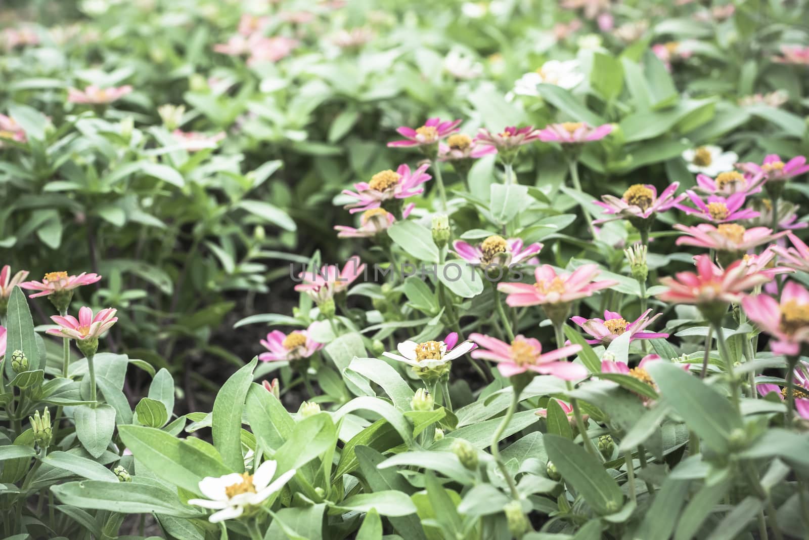 Selective focus flowers background. Amazing view of colorful  flowering in the garden and green grass landscape at Winter day