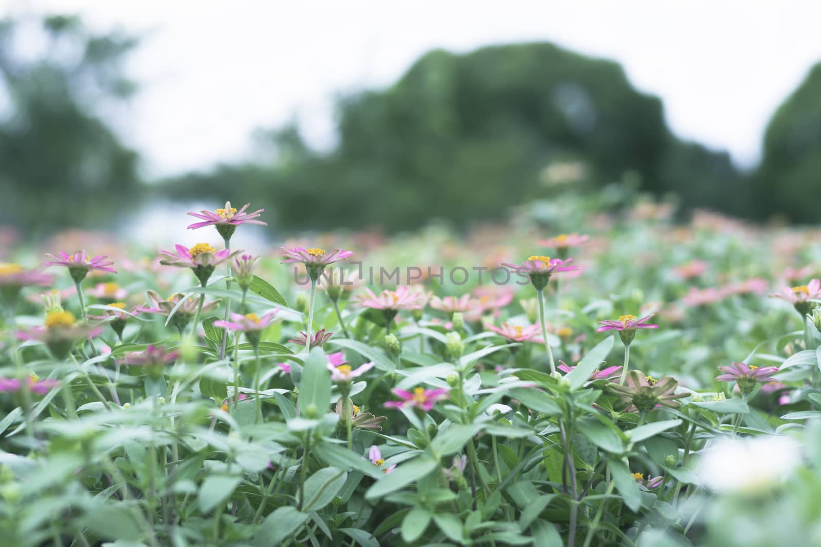 Selective focus flowers background. Amazing view of colorful  flowering in the garden and green grass landscape at Winter day