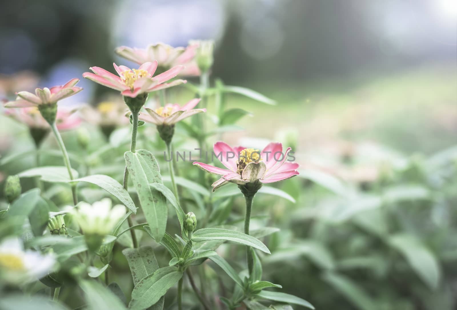 Selective focus flowers background. Amazing view of colorful  flowering in the garden and green grass landscape at Winter day