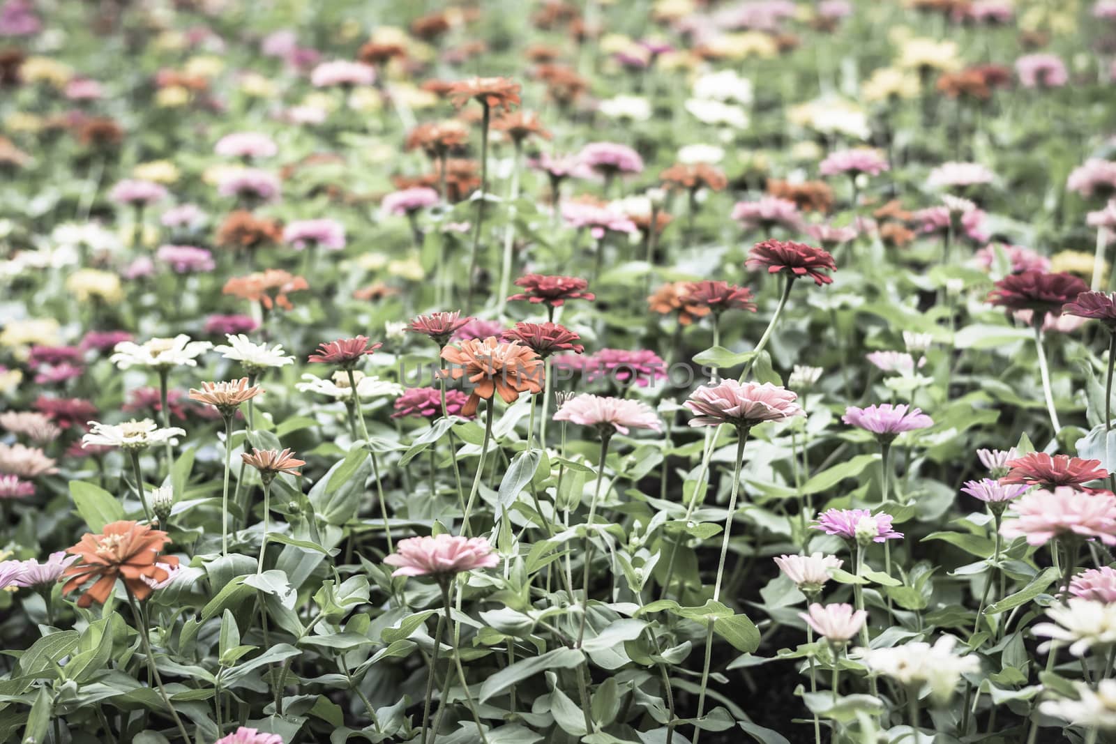 Selective focus flowers background. Amazing view of colorful  flowering in the garden and green grass landscape at Winter day