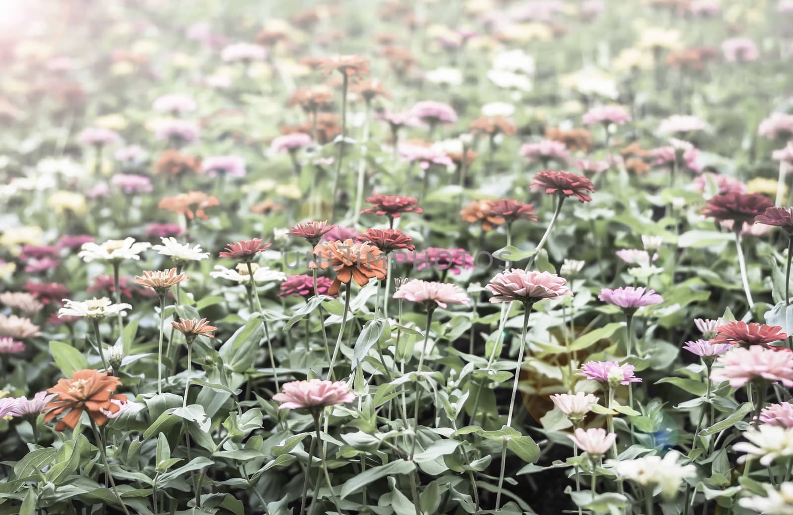 Selective focus flowers background. Amazing view of colorful  flowering in the garden and green grass landscape at Winter day