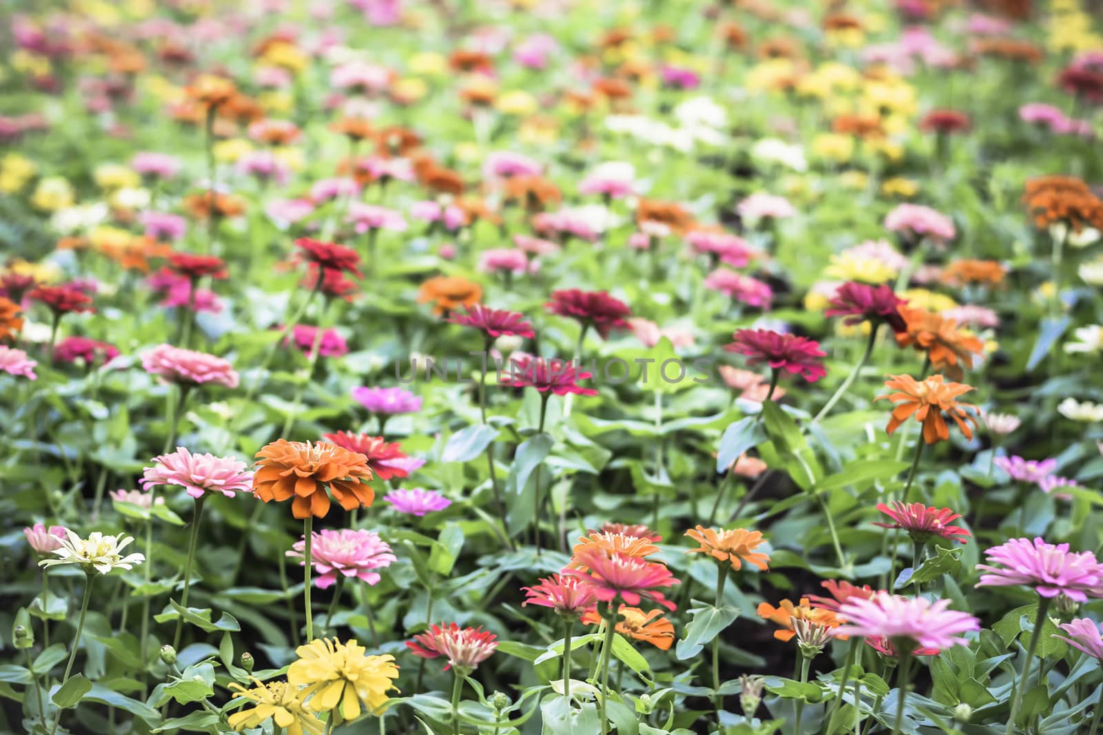 Selective focus flowers background. Amazing view of colorful  flowering in the garden and green grass landscape at Winter day