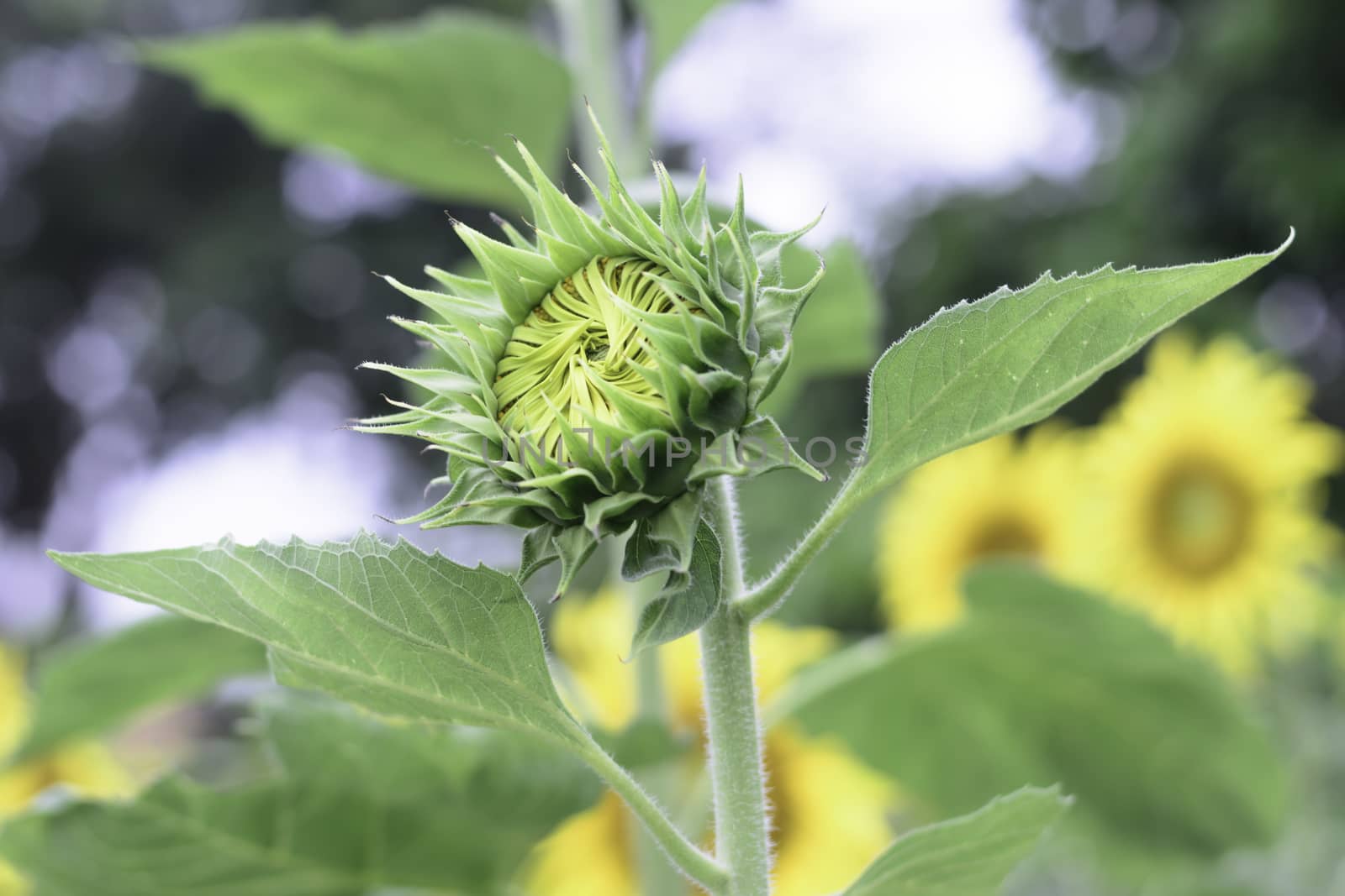 Selective focus sun flower