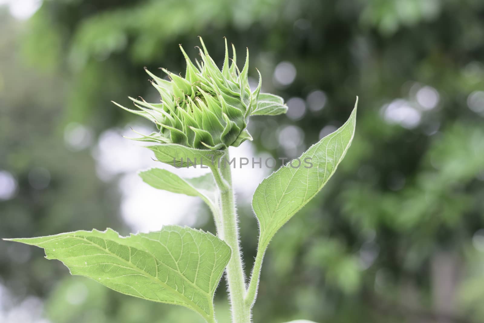 Selective focus sun flower