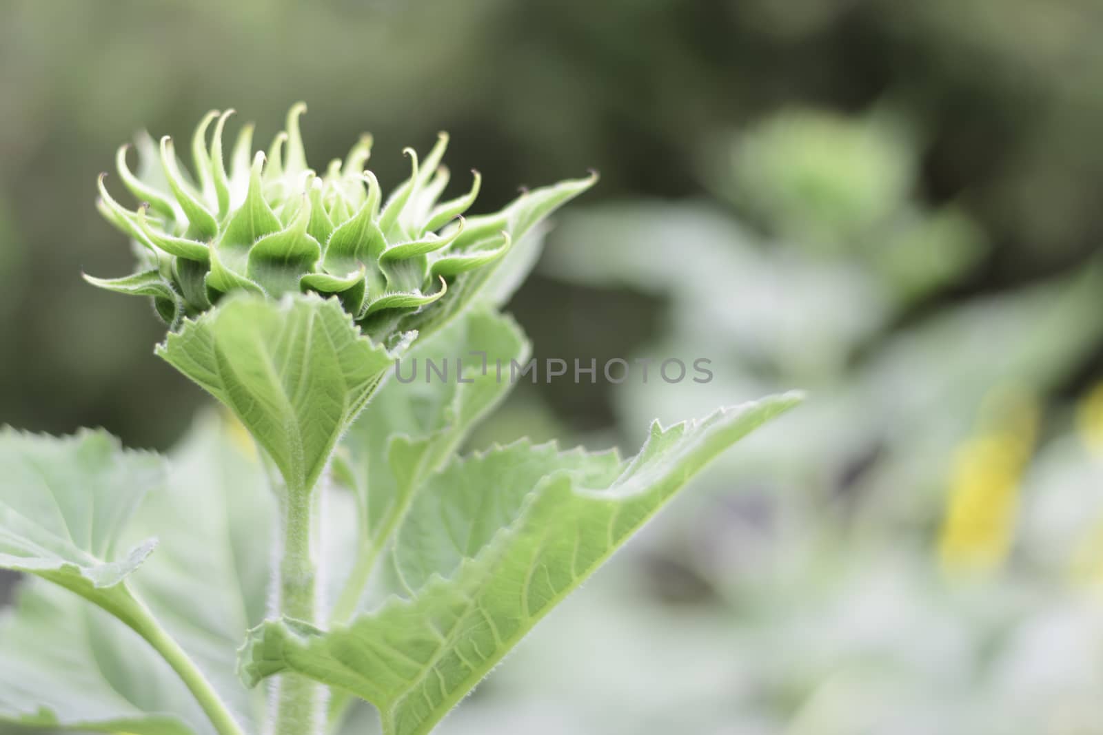 Selective focus sun flower