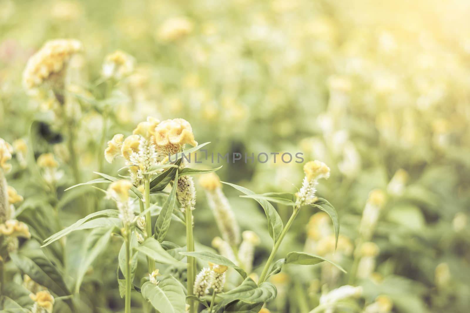 Selective focus flowers background. Amazing view of colorful  flowering in the garden and green grass landscape at Summer day