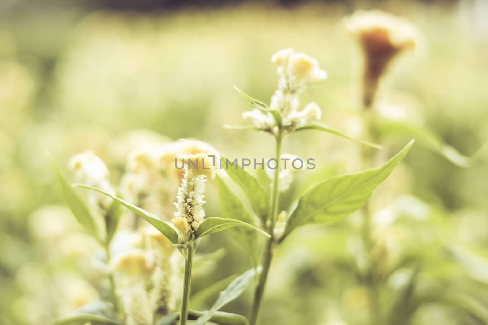 Selective focus flowers background. Amazing view of colorful  flowering in the garden and green grass landscape at Summer day