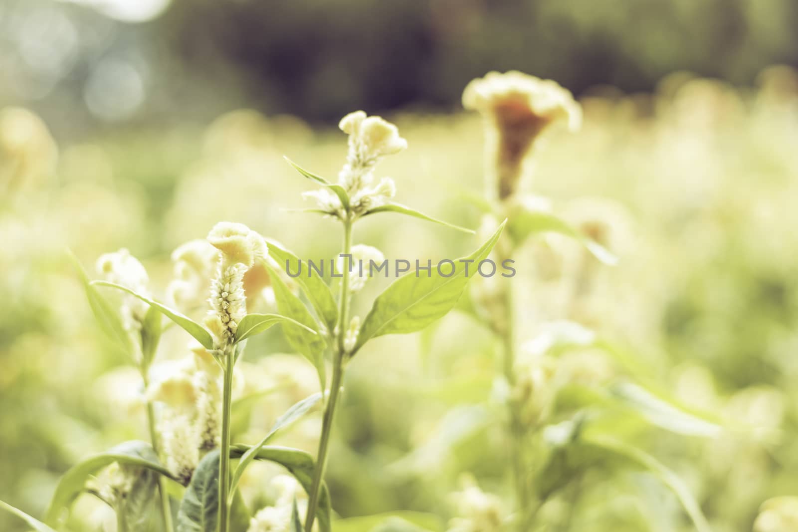 Selective focus flowers background. Amazing view of colorful  flowering in the garden and green grass landscape at Summer day