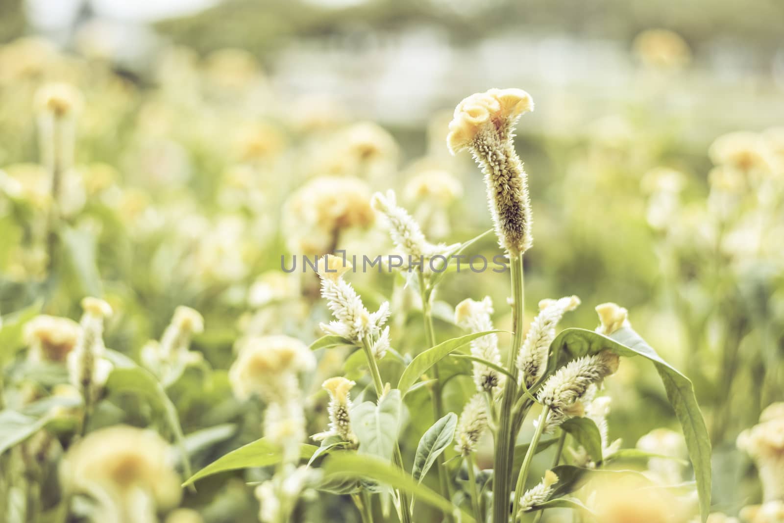 Selective focus flowers background. Amazing view of colorful  flowering in the garden and green grass landscape at Summer day