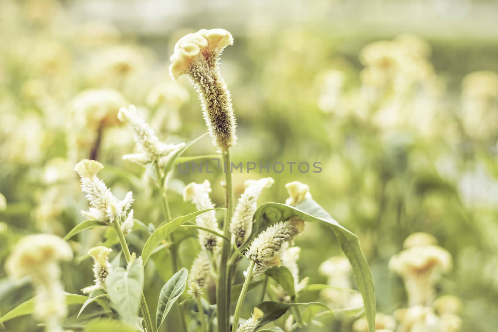 Selective focus flowers background. Amazing view of colorful  flowering in the garden and green grass landscape at Summer day