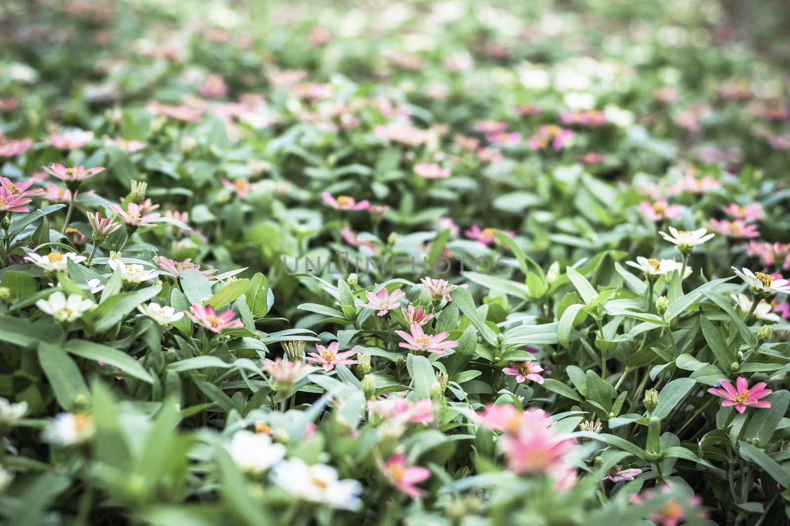 Selective focus flowers background. Amazing view of colorful  flowering in the garden and green grass landscape at Winter day