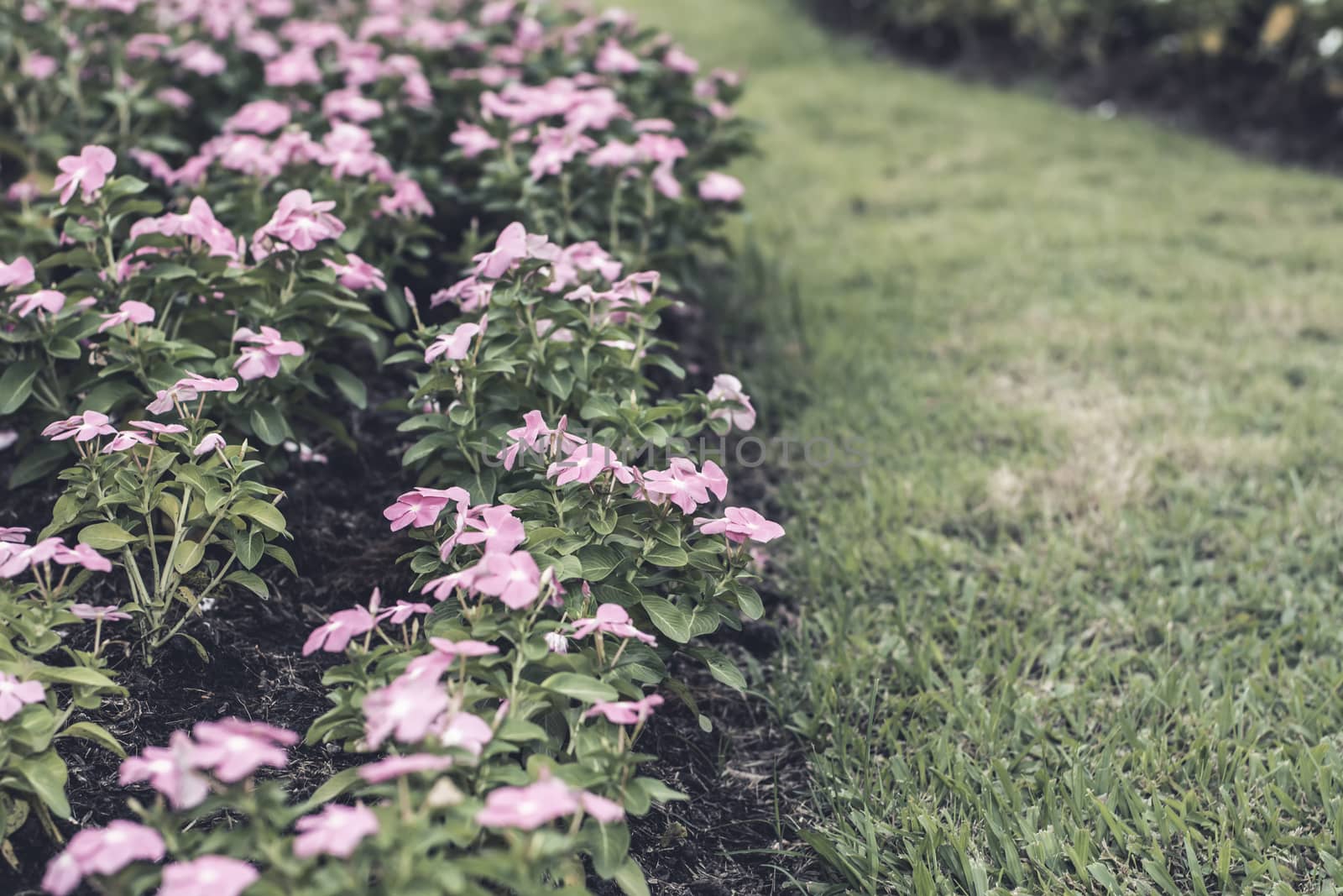 Selective focus flowers background. Amazing view of colorful  flowering in the garden and green grass landscape at Winter day