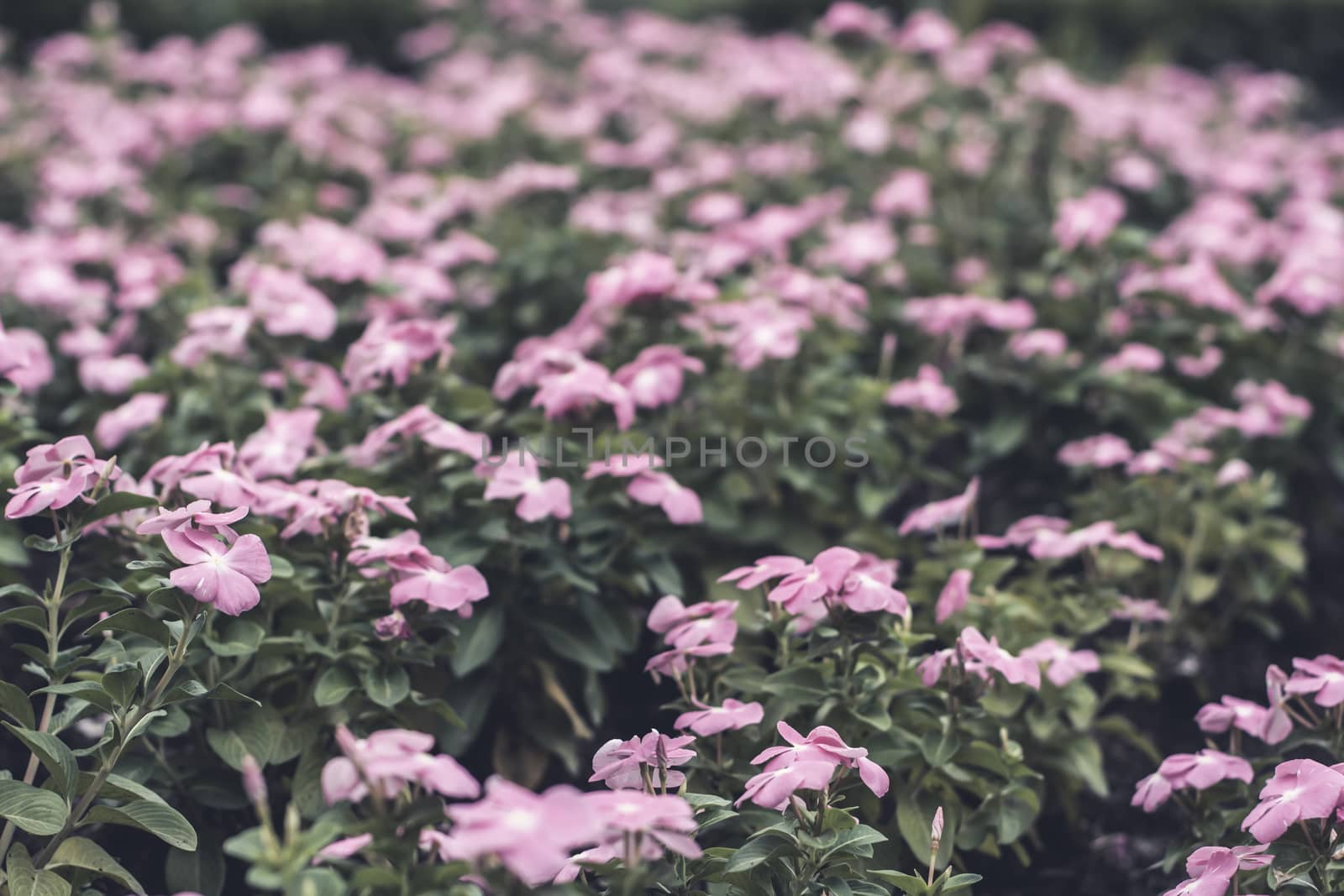 Selective focus flowers background. Amazing view of colorful  flowering in the garden and green grass landscape at Winter day