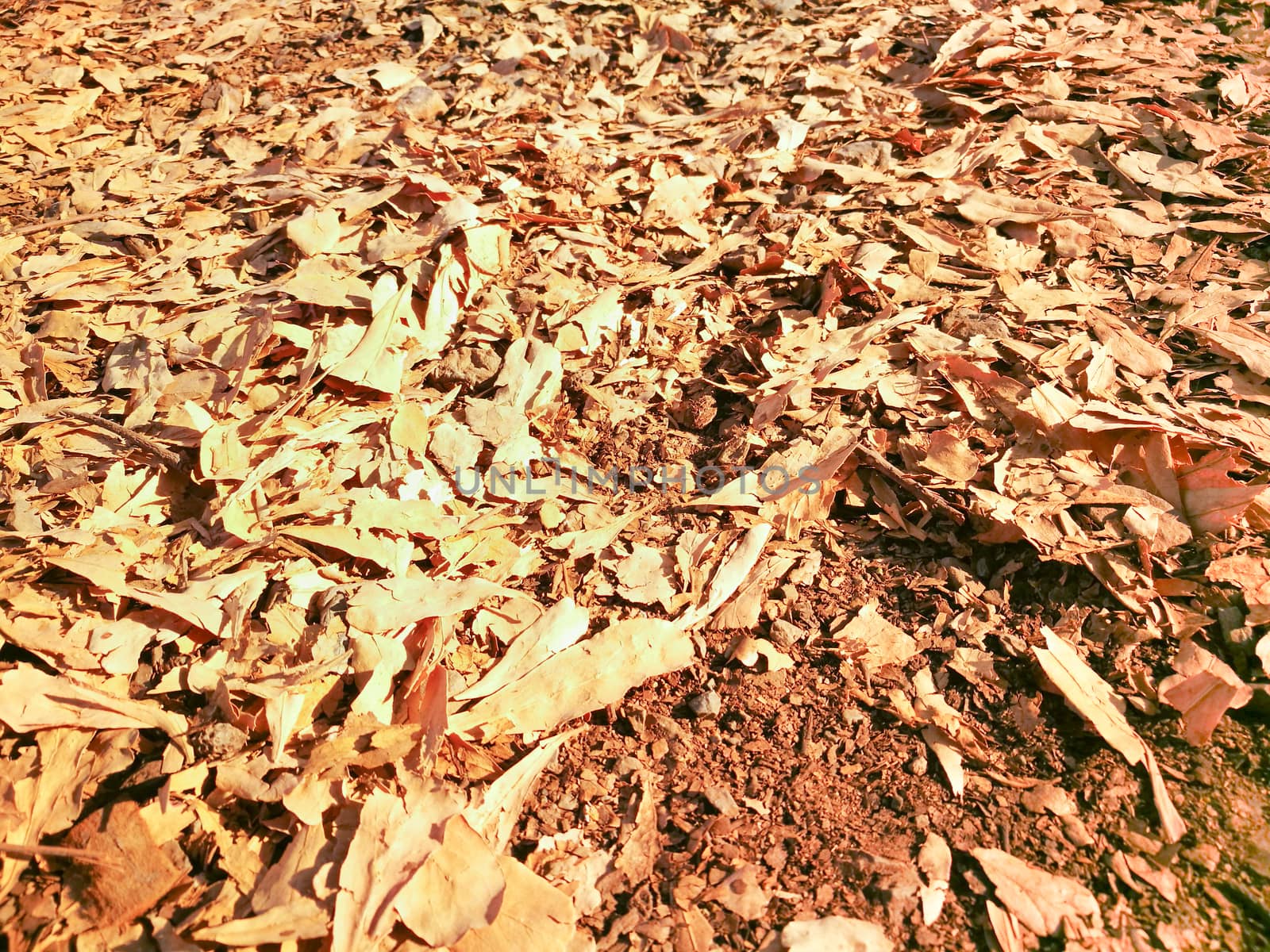 Dry leaves autumn background by ahimaone