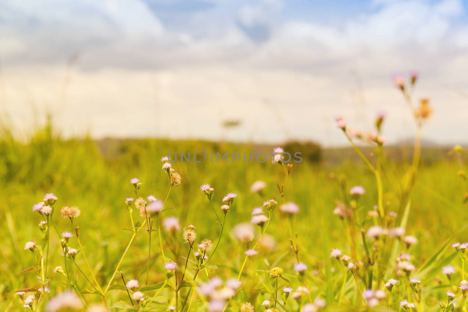 Flower in the field and background of cloud.1
